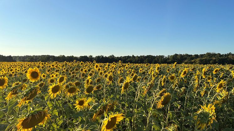 Solrosfält med lähäckar av träd i bakgrunden. Ukraina är en av världens främsta producenter och exportörer av solrosolja. Fotograf: Ganna Lobchenko