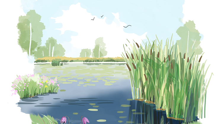 våtmark närbild natur illustration 3 växter.png