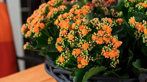 Månadens  Blomma – oktober 2009
