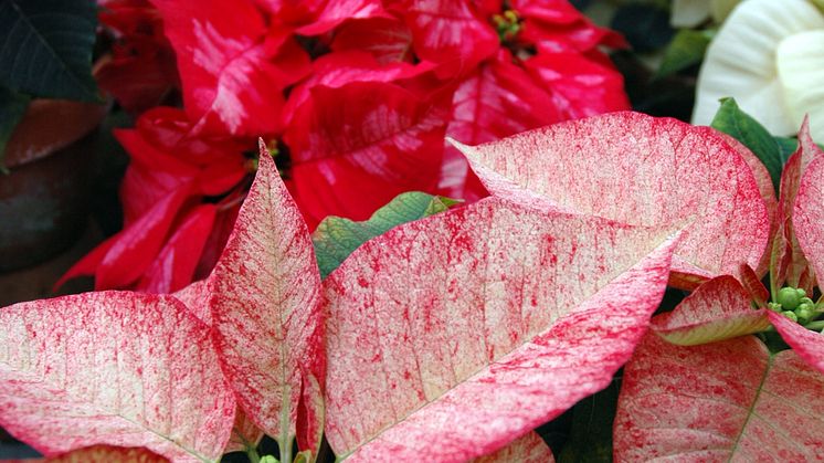 Sju blommande stämningsskapare som ger en fröjdefull jul