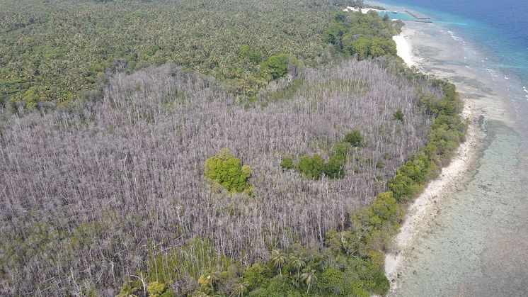 Aerial image of of mangrove dieback in the Maldives, on the island HDh Neykurendhoo.  Credit: Maldives Resilient Reefs