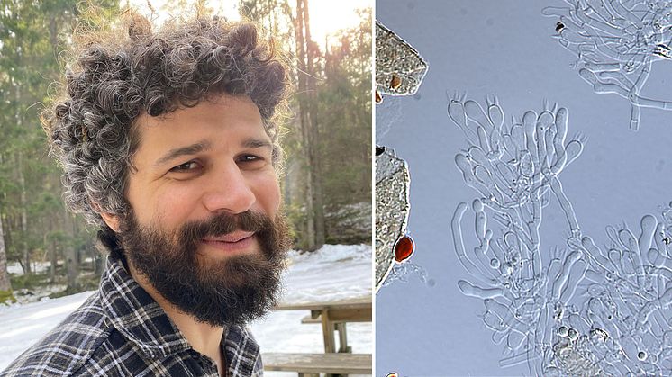 Researcher Sten Svantesson has identified five new species in the fungal genus Piloderma, including the "shy" old-growth forest species Piloderma fugax, shown here under the microscope. Photo: Kristina Stenmarck/Sten Svantesson.