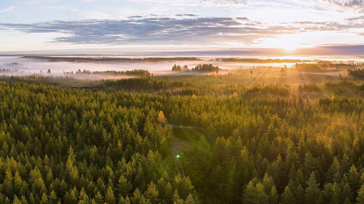 skogsmarkspriser_2024_1.jpg