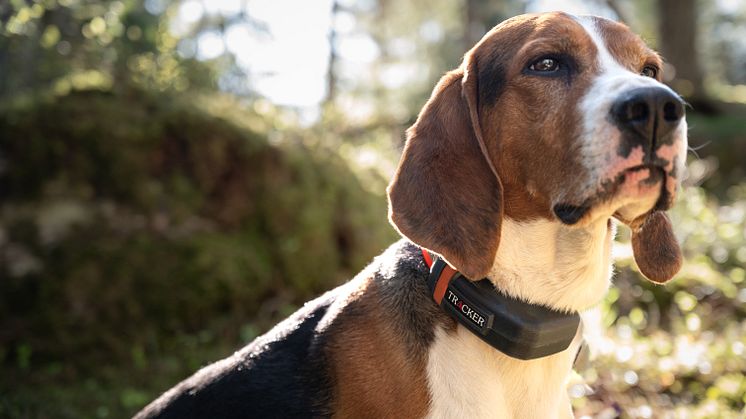 Natlink presenterar Trackers senaste innovation inom hundpejlar – Luna, utformad för att hunden ska älska att bära den.