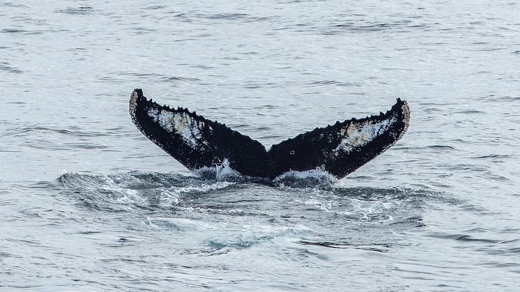 Humpback1_PrinceChristianSound_260824_JohnBentham.jpg
