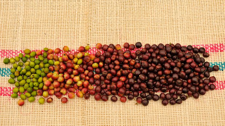 Different stages of ripening of Castillo variety