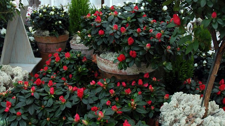 Azalea - en av de sju som ger en fröjdefull jul