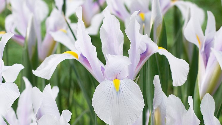 Holländsk iris 'Carmen'.jpg