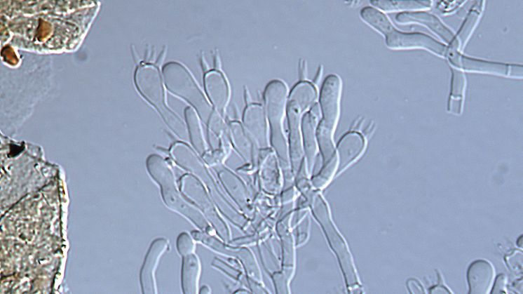 Piloderma fugax