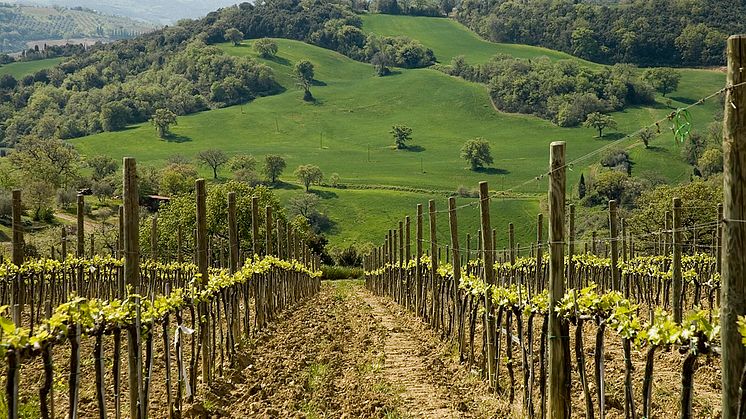 Gianni Brunelli vineyard.jpg