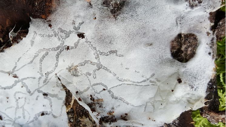 Piloderma byssinum epityp