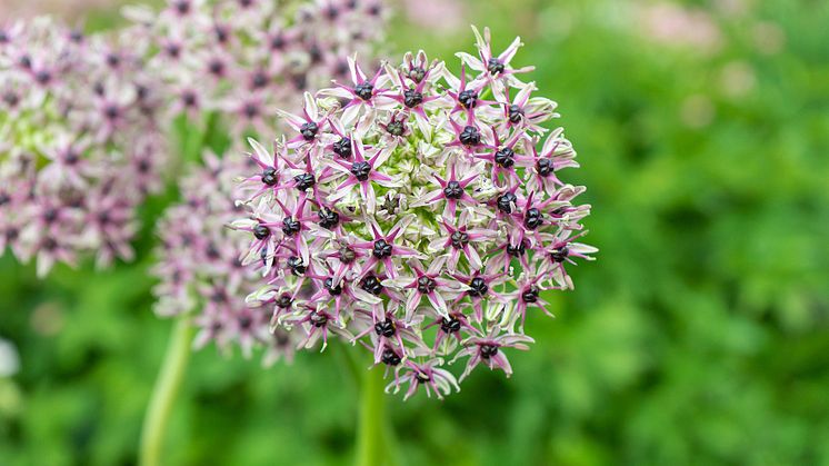 Allium 'Starlight' .jpg
