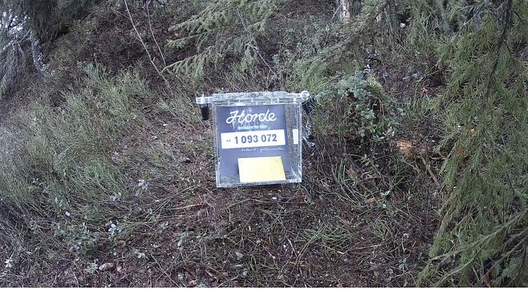 Pengekassen i skogen et sted i Norge