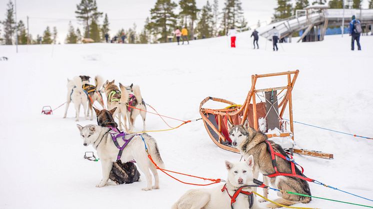 DogSleddingIdreFjall.jpg