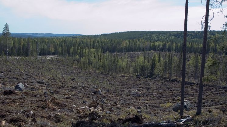 Vy från Balsjöområdet (buffertzon)