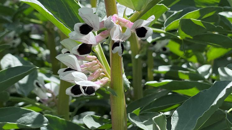 Hestebønneplante.jpg