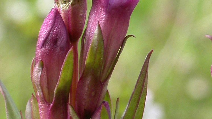 Ängsgentiana