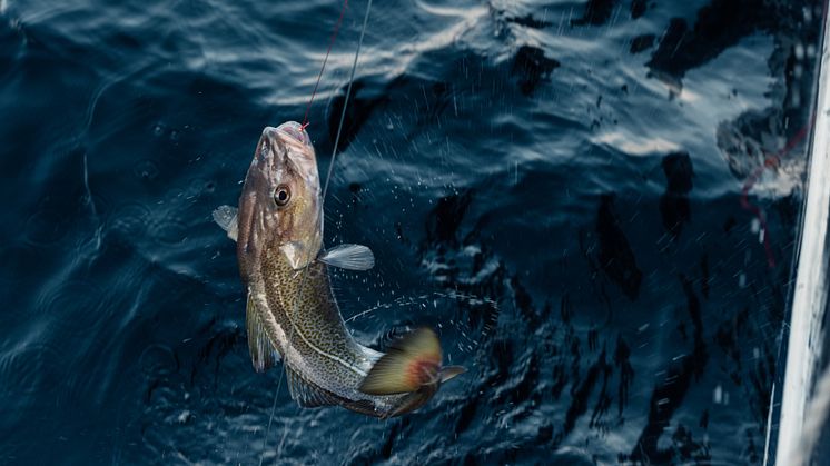 Skrei cod.jpg