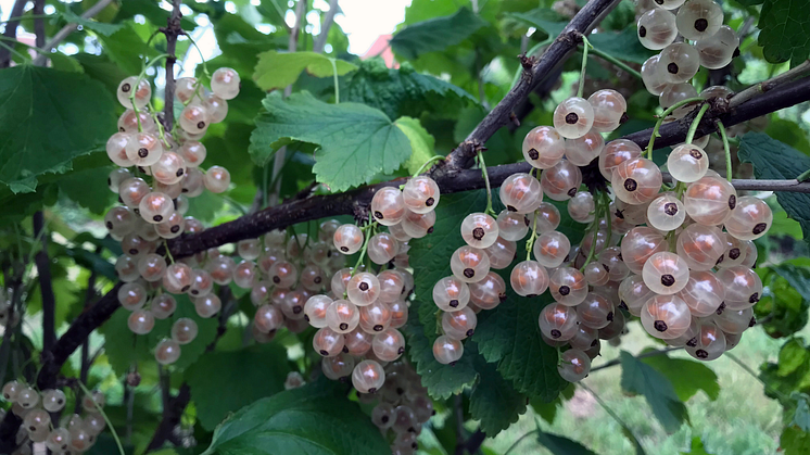 Ribes (Vita Vinbär-Gruppen) 'Piikkiön Helmi'