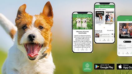 Jack Russel och Hundsport-appen.jpg