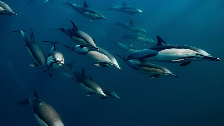 Naughty dolphine_South Africa_print_90x60 copy.jpg