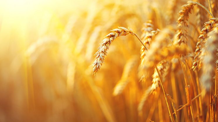 Wheat field. ears of golden wheat closeup. rural scenery under shining sunlight_10032 x 7176 px.jpg