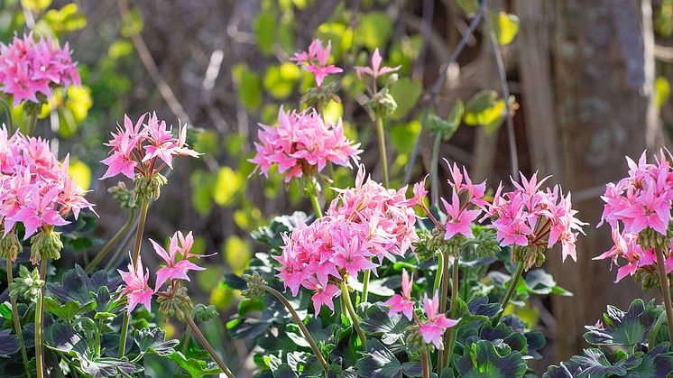 Årets Pelargon 2025 Pelargonium Summer Twist Rose foto annikasnaturligating (5) 1920.jpg