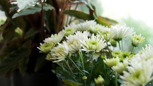 Månadens Blomma september 2009
