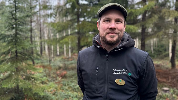 Så får du pynta hållbart i jul – vad gäller i skogen?