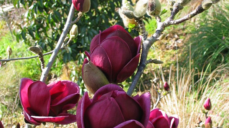 Magnolia 'Genie'
