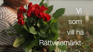 Rättvisemärkt anordnar morotsmobb på Alla hjärtans dag