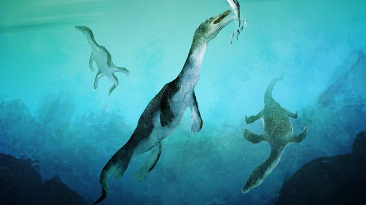 Reconstruction of the oldest sea-going reptile from the Southern Hemisphere. Nothosaurs swimming along the ancient southern polar coast of what is now New Zealand around 246 million years ago. Artwork by Stavros Kundromichalis.