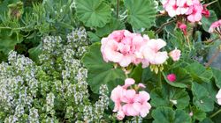 Recept på en lyckad plantering april - juni