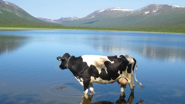 Ko i Matsdal, Västerbotten