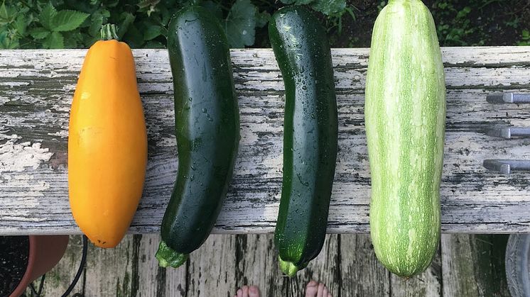 zucchini-2611507_1920.jpeg