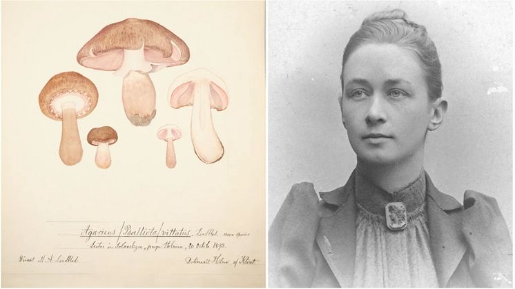Sju tidigare okända illustrationer av Hilma af Klint har hittats på Naturhistoriska riksmuseet. De föreställer olika svampar och hittades i en låda för växtförvaring.