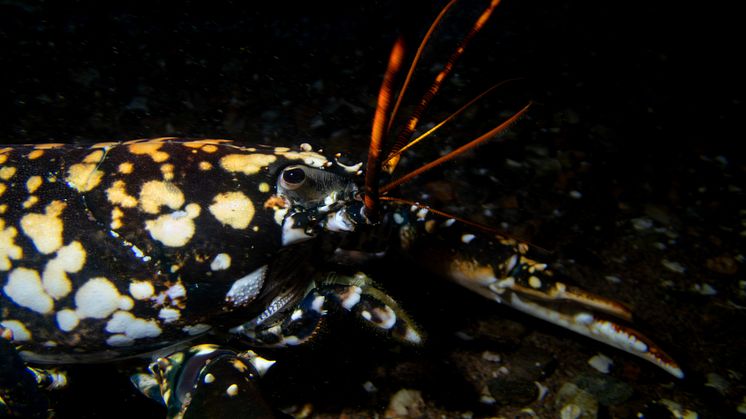 Calicohummer går i plattfisken 6 © Martin Stjernstedt Havets Hus.jpg
