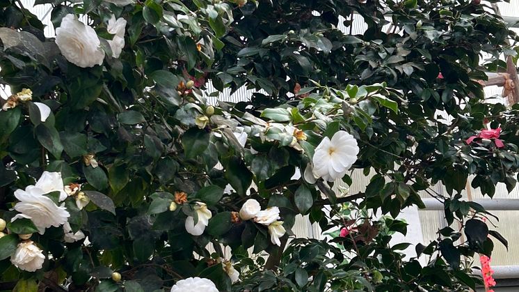 Kamelienblüten in Roßwein