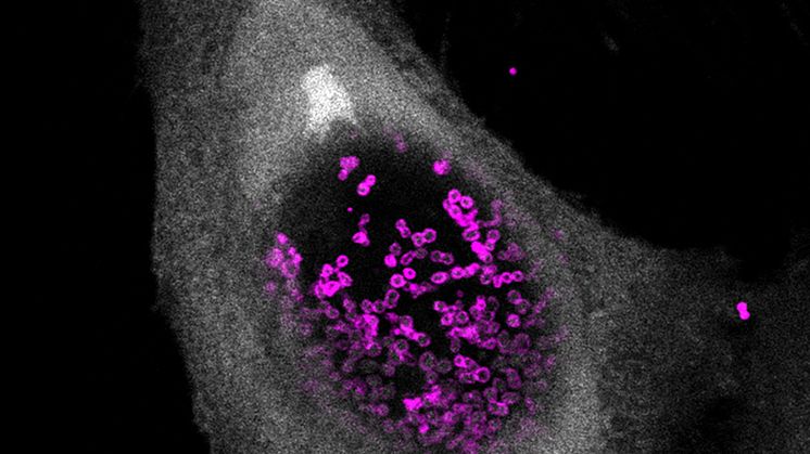 Human cell infected with Chlamydia