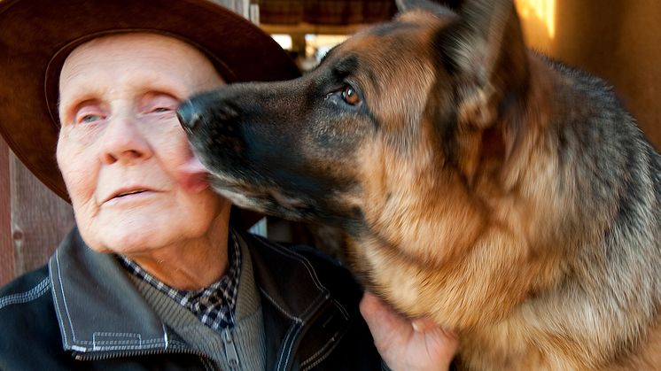 Schäfern Bibban är Årets Bragdhund