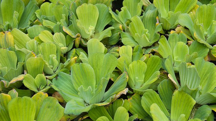musselblomma-2-pistia-statiotes-GBNNSS.jpg