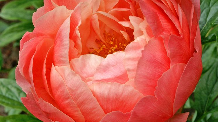 Luktpion 'Coral Charm'.jpg