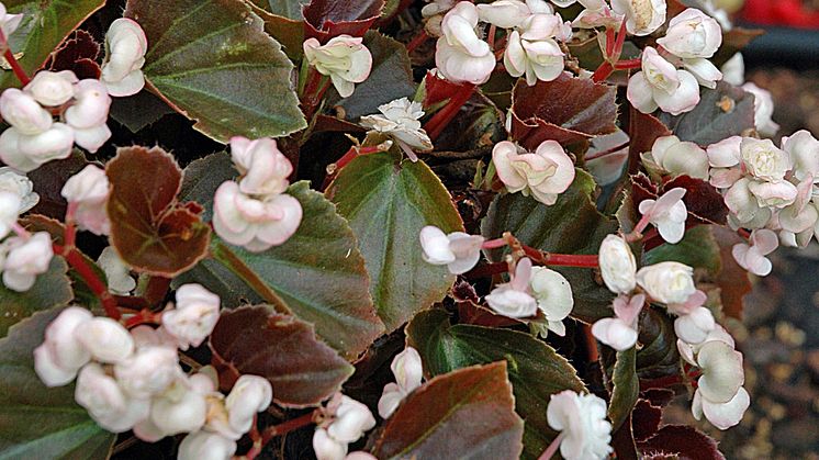 Dubbelblommande Sommarbegonia