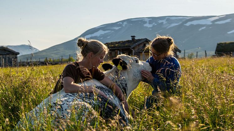Grindalen Ysteri