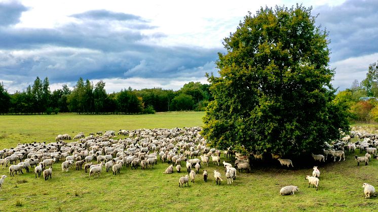 Projektet arbetar för hållbara landskap för vilda djur och boskapsskötsel