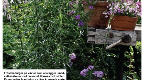 Recept på en lyckad plantering i juni-juli