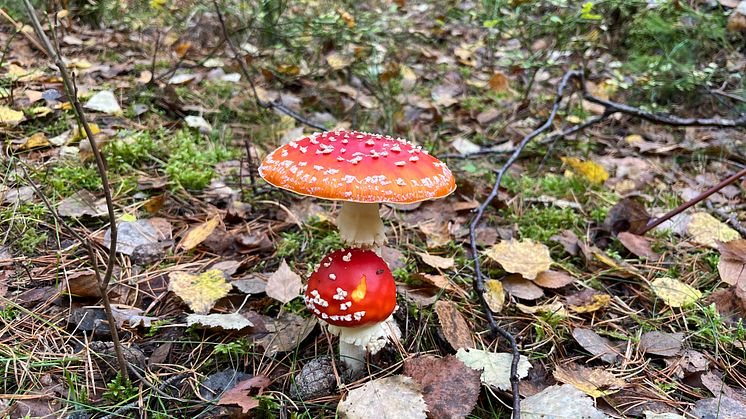 Informationsbrev från Svensk Insamlingskontroll