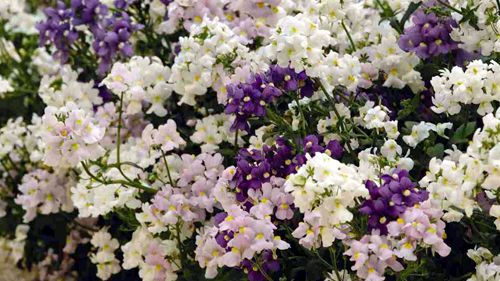 Nemesia ger dig långvarig blomsterglädje!