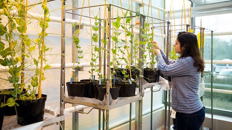 Forksare ser till ärtplantor i växthus.