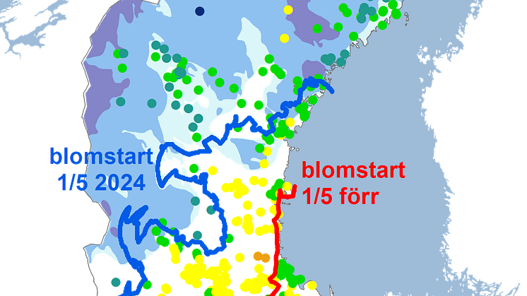 sälg2024snö.png